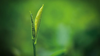 這片樹(shù)葉，改變了世界！
