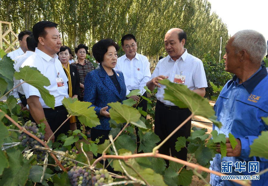 8月9日，中共中央政治局委員、中央統(tǒng)戰(zhàn)部部長(zhǎng)、中央代表團(tuán)副團(tuán)長(zhǎng)孫春蘭率中央代表團(tuán)三分團(tuán)，先后赴內(nèi)蒙古自治區(qū)烏海市、阿拉善盟看望各族干部群眾。這是孫春蘭在烏海市漢森酒業(yè)集團(tuán)的葡萄種植園了解葡萄種植情況。新華社記者 任軍川 攝