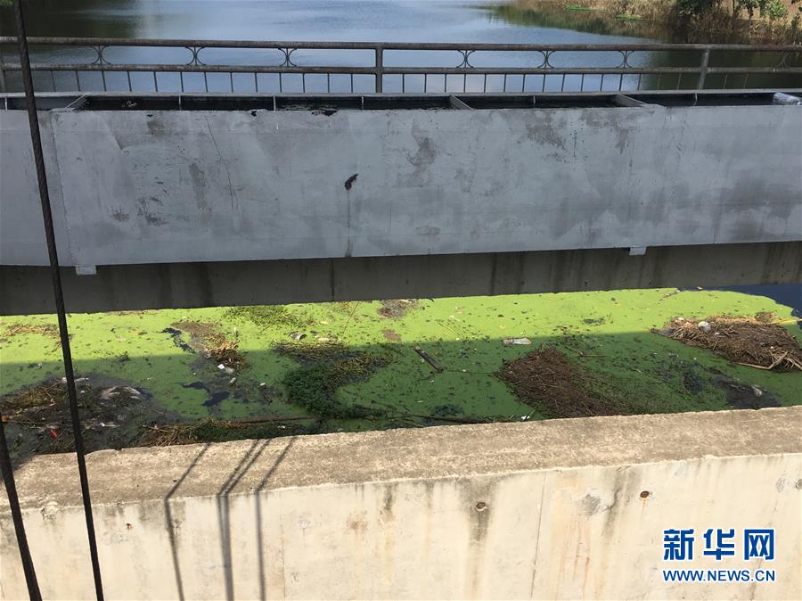 （新華視點(diǎn)·圖文互動）（2）上游洪水來襲下游魚蟹死亡，泄洪為何變泄污？