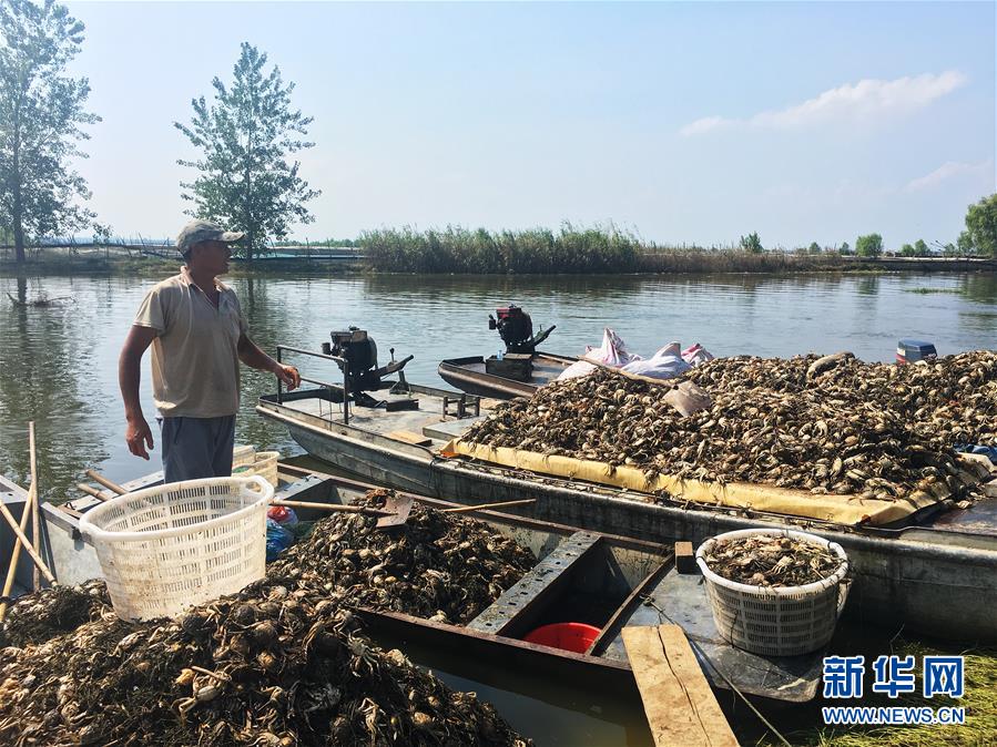 （新華視點(diǎn)·圖文互動）（1）上游洪水來襲下游魚蟹死亡，泄洪為何變泄污？