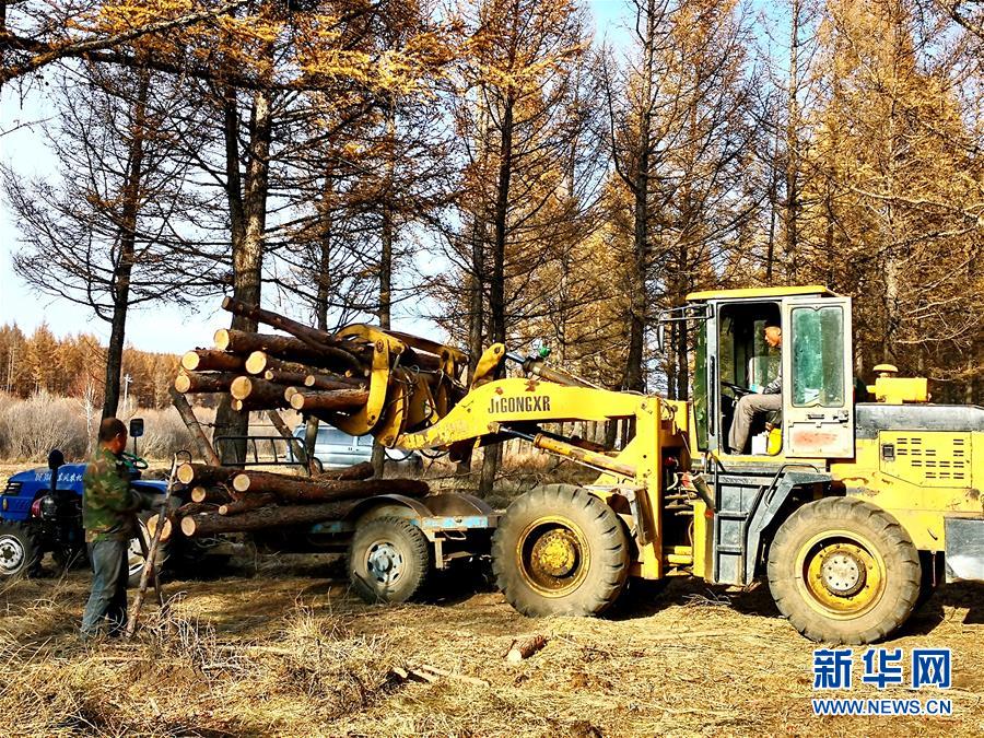 （新華全媒頭條·圖文互動）（7）那一抹綠色，走進越來越多人心里——河北塞罕壩續(xù)寫新時代綠色傳奇