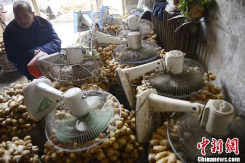 資料圖：山西太原蔬菜批發(fā)市場，姜販用多臺(tái)電風(fēng)扇風(fēng)干新鮮潮濕的生姜。<a target='_blank' ><p  align=