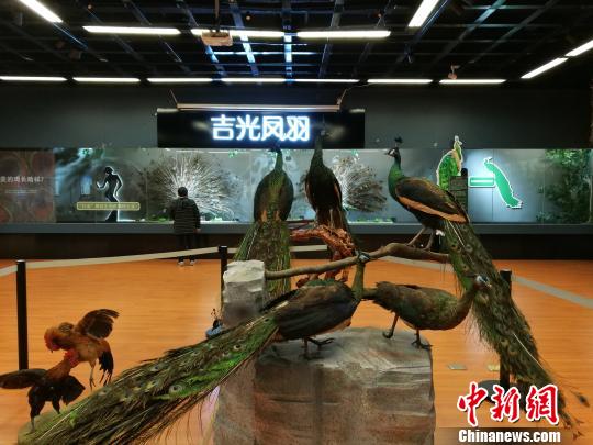 先有雞還是先有蛋？這個科普展覽有點“不一般”