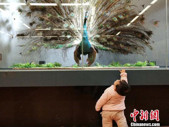 圖為展覽現(xiàn)場?！『h(yuǎn)航 攝