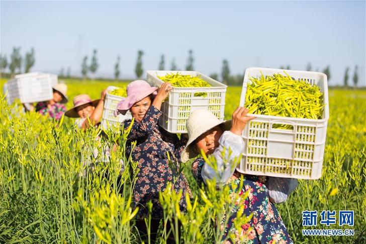 （在習(xí)近平新時代中國特色社會主義思想指引下——新時代新作為新篇章·鄉(xiāng)村振興戰(zhàn)略·圖文互動）（1）一株忘憂草，萬家喜眉梢——山西省大同市云州區(qū)黃花產(chǎn)業(yè)扶貧觀察