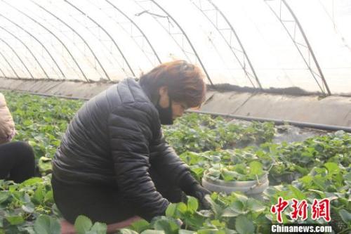 正值隆冬時節(jié)，山西省長治市長子縣天寒地凍，最低氣溫已有零下十幾度，當?shù)氐氖卟舜笈飪?nèi)卻“春意盎然”、生機勃勃?！⊥蹙S寧 攝