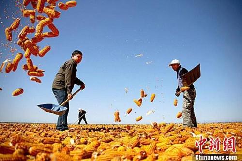 資料圖。農(nóng)民揮動鐵锨晾曬玉米，使得滿地盡帶“黃金甲”，成為一道靚麗的風景線。趙琳 攝