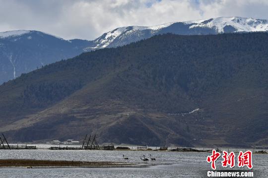 圖為在納帕海濕地棲息的候鳥?！⑷疥?yáng) 攝