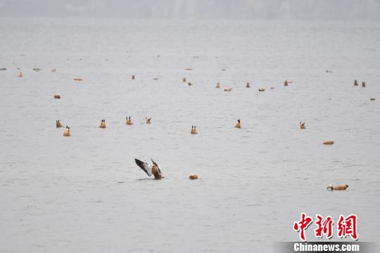 圖為在納帕海濕地棲息的候鳥。　劉冉陽(yáng) 攝