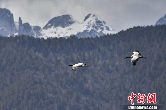圖為在納帕海濕地上空飛翔的黑頸鶴?！⑷疥?yáng) 攝
