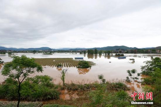 資料圖：湖南省臨武縣武水鎮(zhèn)、南強(qiáng)鎮(zhèn)、汾市鎮(zhèn)、水東鎮(zhèn)、金江鎮(zhèn)等鄉(xiāng)鎮(zhèn)遭遇特大暴雨襲擊，導(dǎo)致大量民房和農(nóng)田被淹。據(jù)不完全統(tǒng)計，該縣數(shù)千戶民房被淹，數(shù)十萬畝農(nóng)田、果園、煙田被淹斷收，直接經(jīng)濟(jì)損失達(dá)數(shù)千萬元。災(zāi)情發(fā)生后，當(dāng)?shù)卣跋嚓P(guān)部門第一時間奔赴受災(zāi)鄉(xiāng)鎮(zhèn)轉(zhuǎn)移群眾，察看災(zāi)情并積極組織村民排澇自救、發(fā)放救災(zāi)物資、開展保險理賠等工作。目前救災(zāi)工作正在有序進(jìn)行，無人員傷亡。唐盛歡 攝