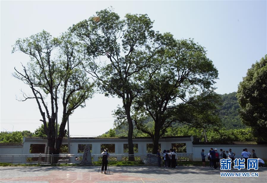 （壯麗70年·奮斗新時代——記者再走長征路·圖文互動）（6）“紅軍樹”下憶初心、守初心
