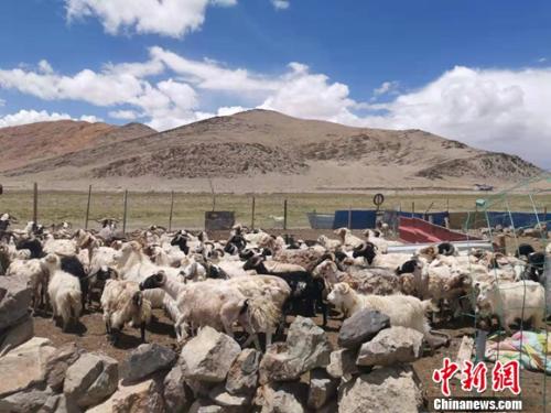 圖為羊群正從羊圈里出來(lái)。 謝藝觀 攝