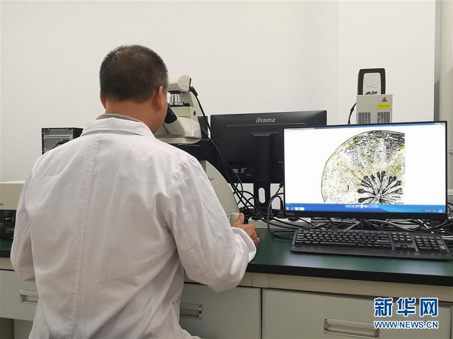 （新華調(diào)查·新中國考古重大發(fā)現(xiàn)·圖文互動）（5）?；韬睿翰粌H僅是“黃金大墓”