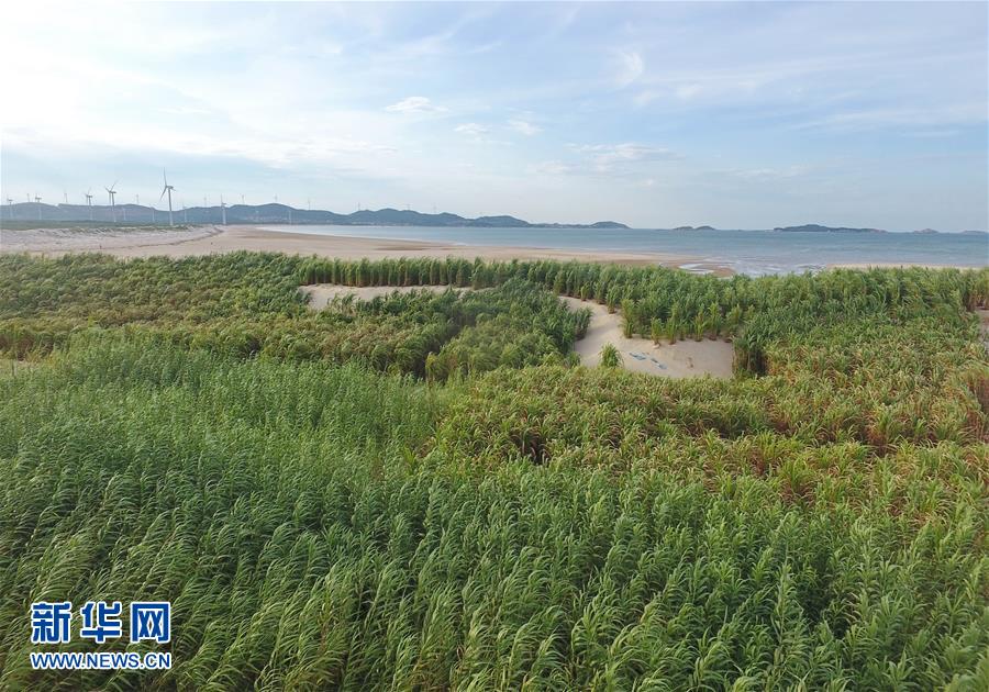 （不忘初心、牢記使命·圖文互動）（2）拳拳寸草心 濃濃報國情——記“菌草之父”林占熺