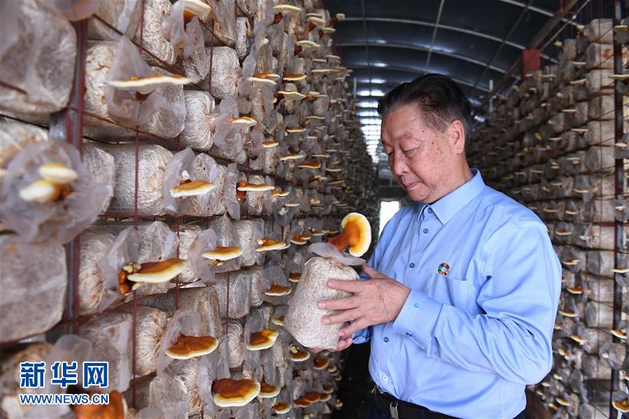 （不忘初心、牢記使命·圖文互動）（1）拳拳寸草心 濃濃報國情——記“菌草之父”林占熺