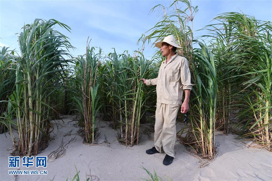 （不忘初心、牢記使命·圖文互動）（3）拳拳寸草心 濃濃報國情——記“菌草之父”林占熺