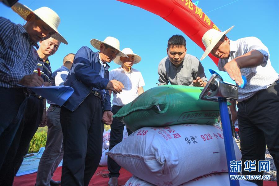 （圖文互動）（2）1046.3公斤！袁隆平第三代雜交水稻首次公開測產(chǎn)