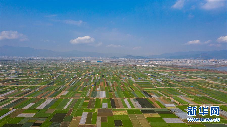 （抓好春耕備耕 穩(wěn)住農(nóng)業(yè)生產(chǎn)·圖文互動(dòng)）（5）“栽種的是菜苗，收獲的是希望”——云南蔬菜集散地通?？h春耕見(jiàn)聞 