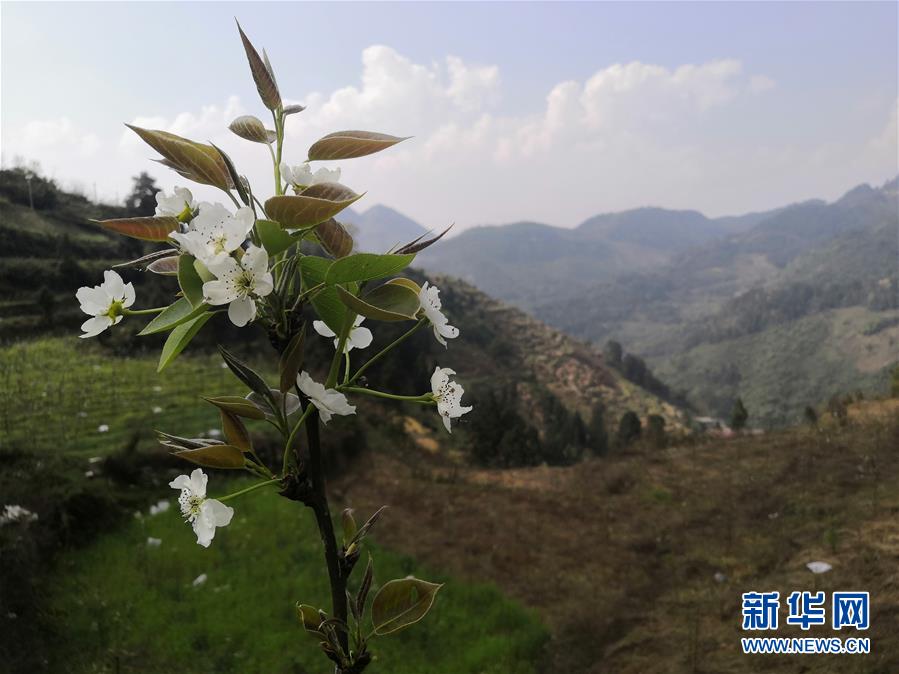 （決戰(zhàn)決勝脫貧攻堅·圖文互動）（1）寄相思，償夙愿——5封清明“家書”里的決戰(zhàn)決勝信念