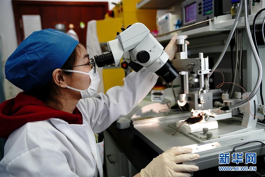 （圖文互動(dòng)）（2）攻擊行為如何被大腦控制？科學(xué)家在小鼠大腦中發(fā)現(xiàn)“調(diào)節(jié)開關(guān)”