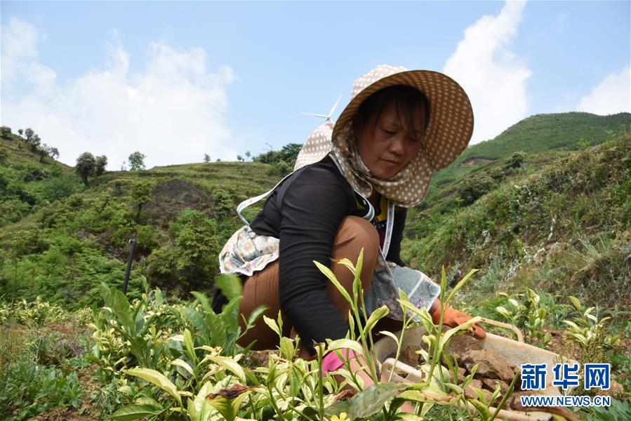 （新華全媒頭條·圖文互動(dòng)）（14）初夏，循著總書記的腳步探訪產(chǎn)業(yè)扶貧新事