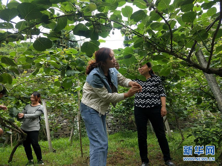（新華全媒頭條·圖文互動(dòng)）（10）初夏，循著總書記的腳步探訪產(chǎn)業(yè)扶貧新事