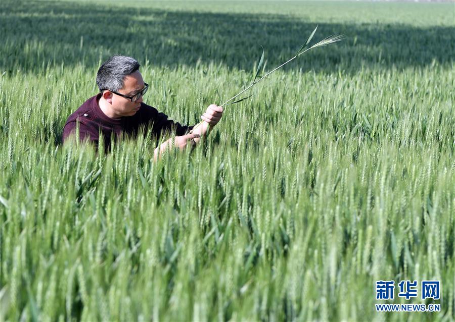 （在習(xí)近平新時(shí)代中國特色社會主義思想指引下——新時(shí)代新作為新篇章·習(xí)近平總書記關(guān)切事·圖文互動）（5）新農(nóng)事、新希望——夏收前田間新動態(tài)掃描