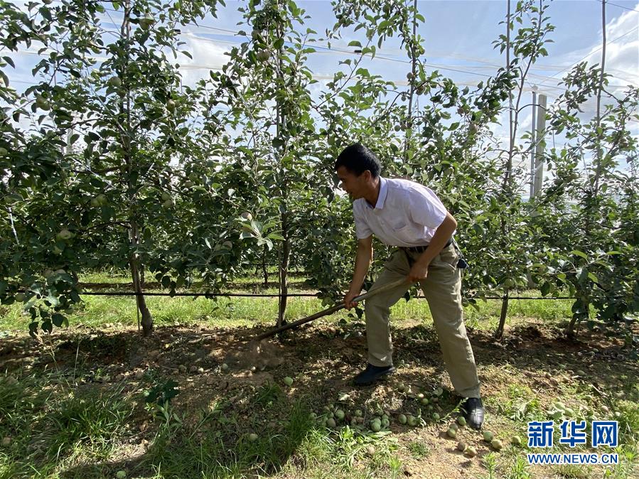 （決戰(zhàn)決勝脫貧攻堅·圖文互動）（1）高原紅了，日子好了——貴州海拔最高縣發(fā)展蘋果產(chǎn)業(yè)見聞