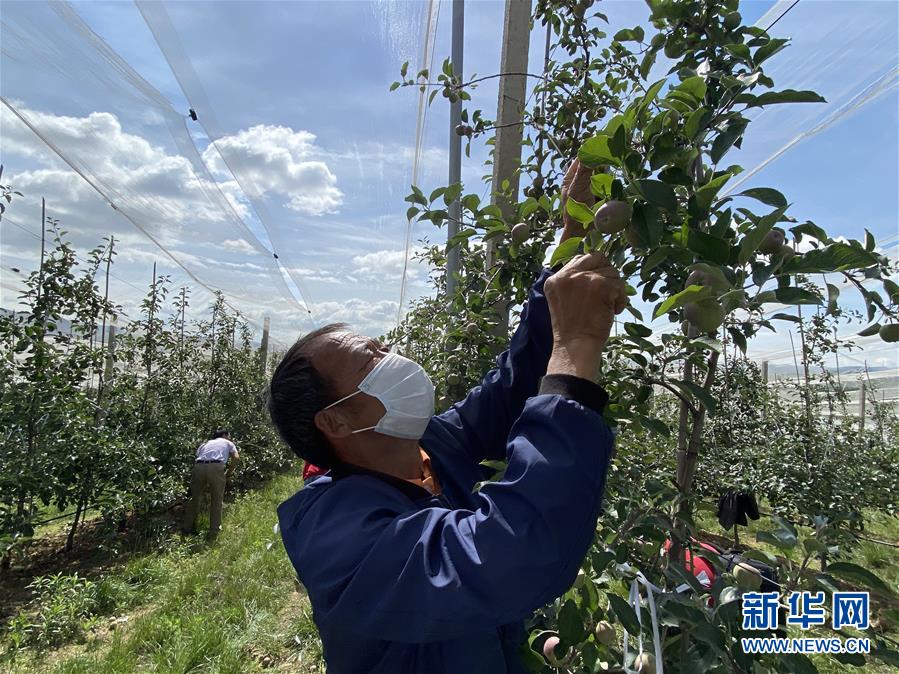 （決戰(zhàn)決勝脫貧攻堅·圖文互動）（2）高原紅了，日子好了——貴州海拔最高縣發(fā)展蘋果產(chǎn)業(yè)見聞