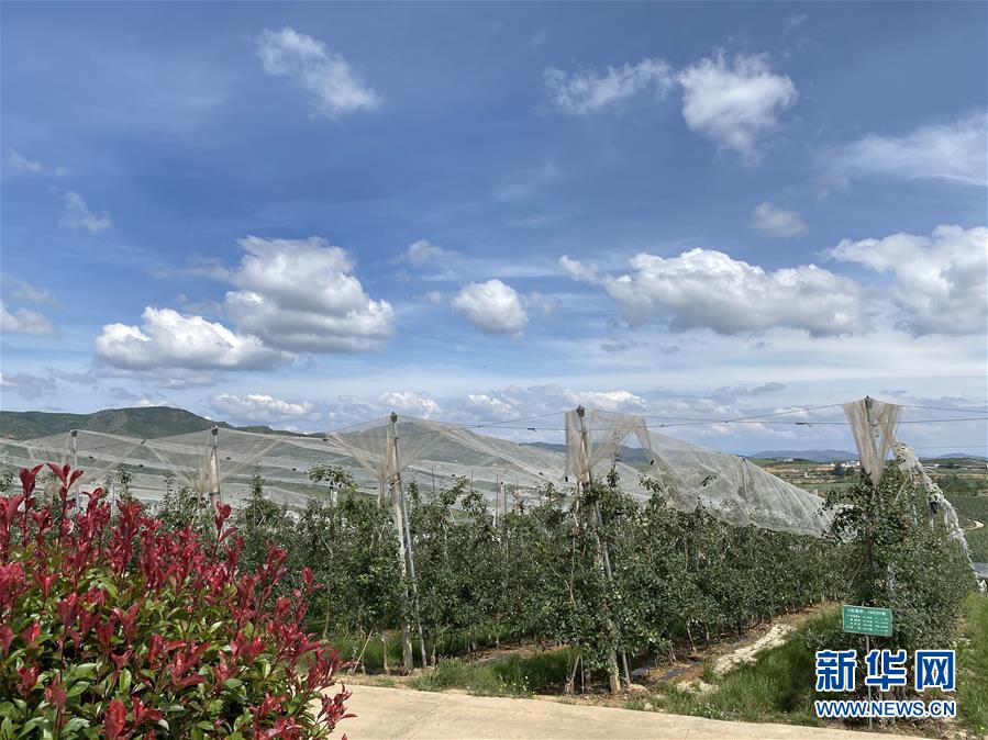 （決戰(zhàn)決勝脫貧攻堅·圖文互動）（3）高原紅了，日子好了——貴州海拔最高縣發(fā)展蘋果產(chǎn)業(yè)見聞
