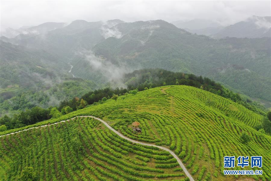 （走向我們的小康生活·圖文互動）（8）綠了青山，紅了日子——秦巴山區(qū)群眾繪出小康“調(diào)色板”