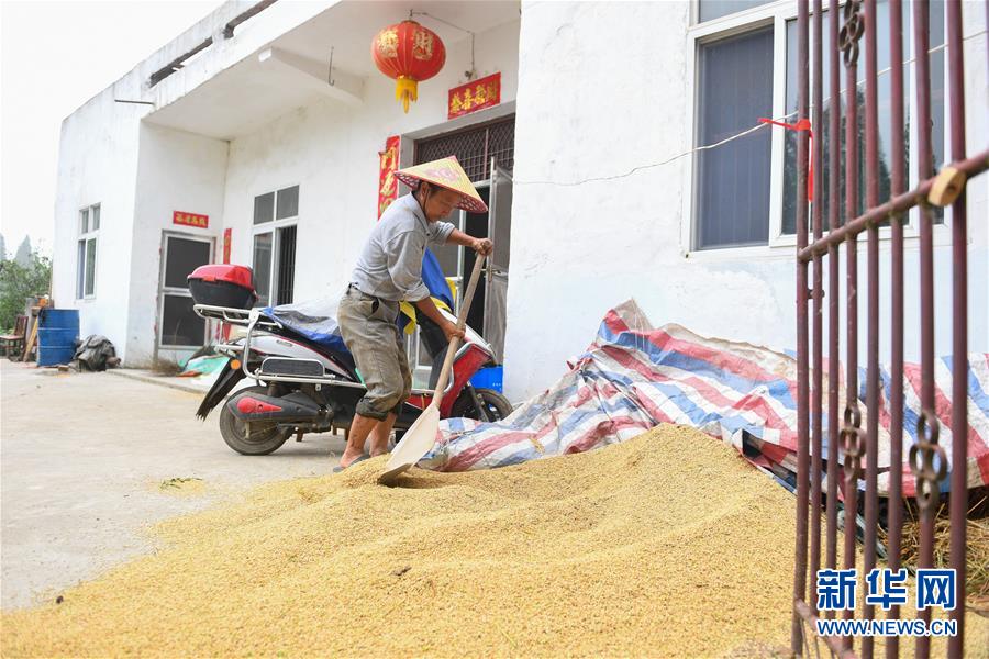 （新華視點(diǎn)·聚焦餐桌外的浪費(fèi)·圖文互動）（2）農(nóng)戶儲糧損失達(dá)8%！設(shè)施普遍簡陋，蟲害霉變堪憂