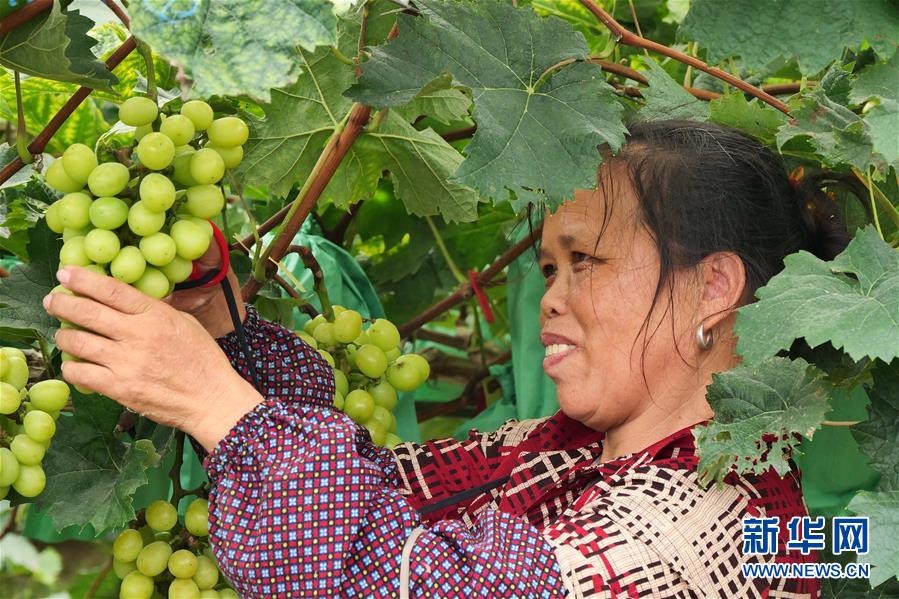 （決戰(zhàn)決勝脫貧攻堅·圖文互動）（2）同飲一江水 攜手“斬窮根”——深圳對口廣西河池、百色扶貧協(xié)作見聞