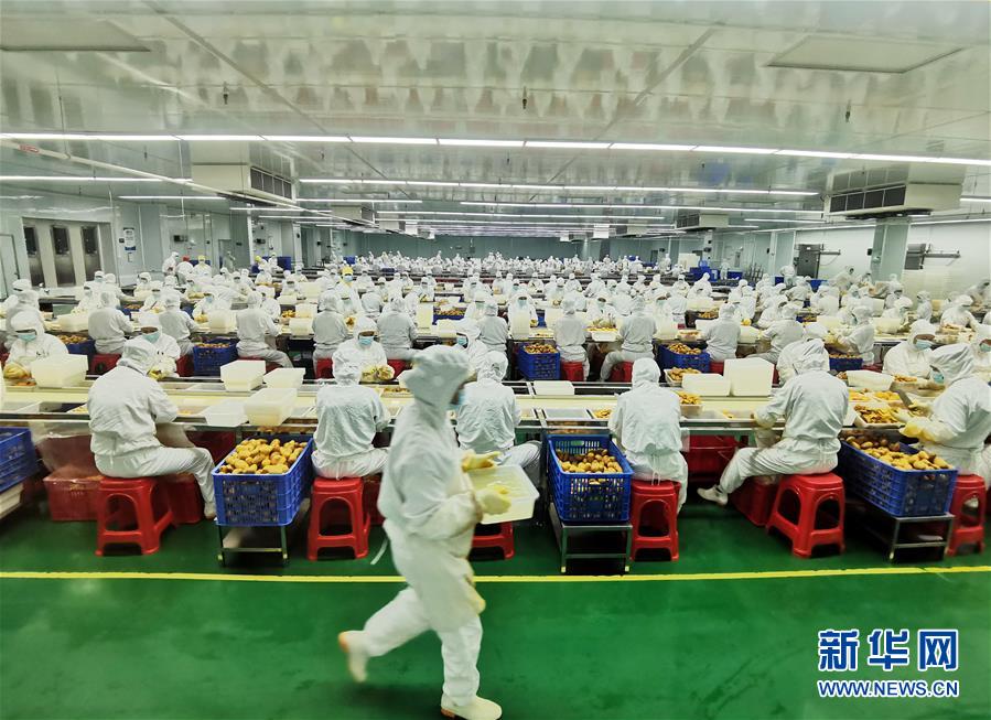 （決戰(zhàn)決勝脫貧攻堅·圖文互動）（8）同飲一江水 攜手“斬窮根”——深圳對口廣西河池、百色扶貧協(xié)作見聞