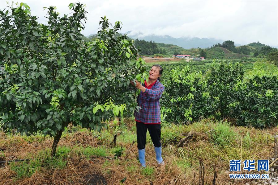 （決戰(zhàn)決勝脫貧攻堅·圖文互動）（10）同飲一江水 攜手“斬窮根”——深圳對口廣西河池、百色扶貧協(xié)作見聞