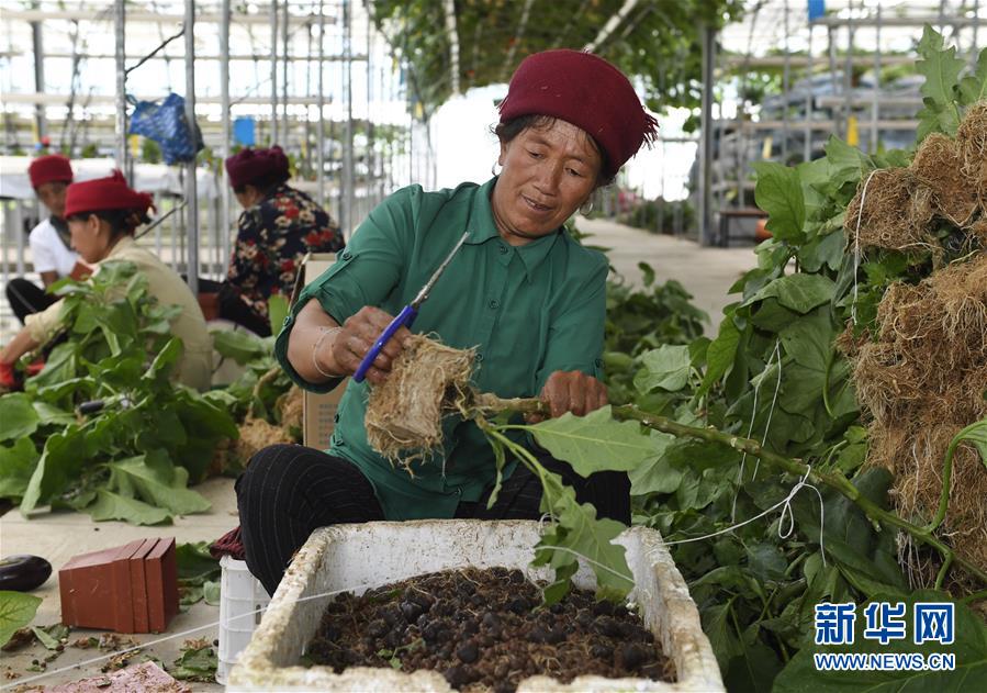 （走向我們的小康生活·決戰(zhàn)決勝脫貧攻堅·圖文互動）（3）把產業(yè)興盛之“根”扎進大涼山