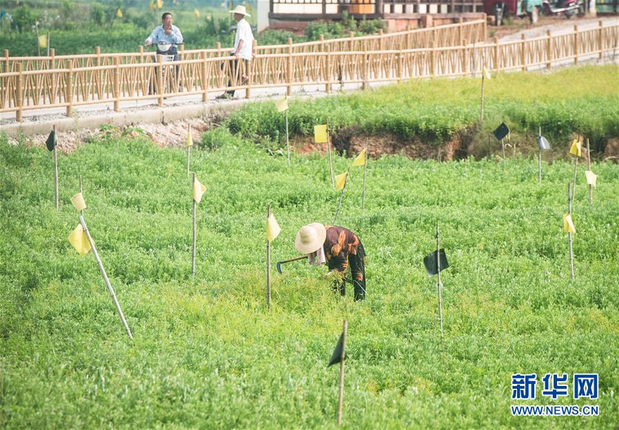 （新華全媒頭條·走向我們的小康生活·圖文互動）（9）特殊之年，荊楚大地書寫不平凡的答卷