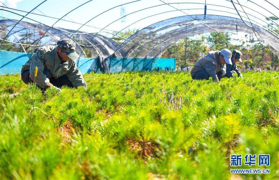 （在習近平新時代中國特色社會主義思想指引下——新時代新作為新篇章·習近平總書記關切事·圖文互動）（8）綠意，在黃沙中鋪展——我國防沙治沙紀實