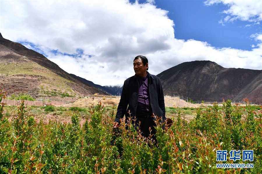 （西藏昌都解放70周年·圖文互動）（4）“我有一個(gè)植樹夢”——扎西旺堆和他的“綠色家園”
