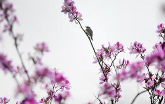 廣西柳州：花開(kāi)滿(mǎn)城香