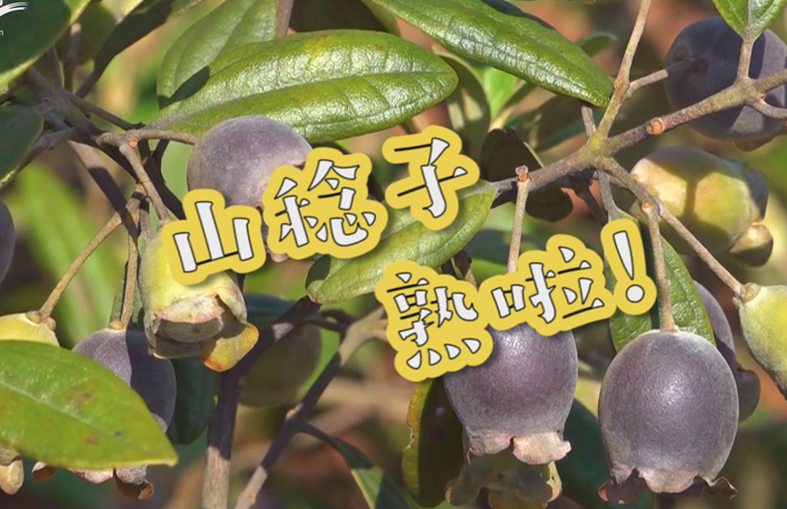 走向我們的小康生活丨山稔子熟啦！