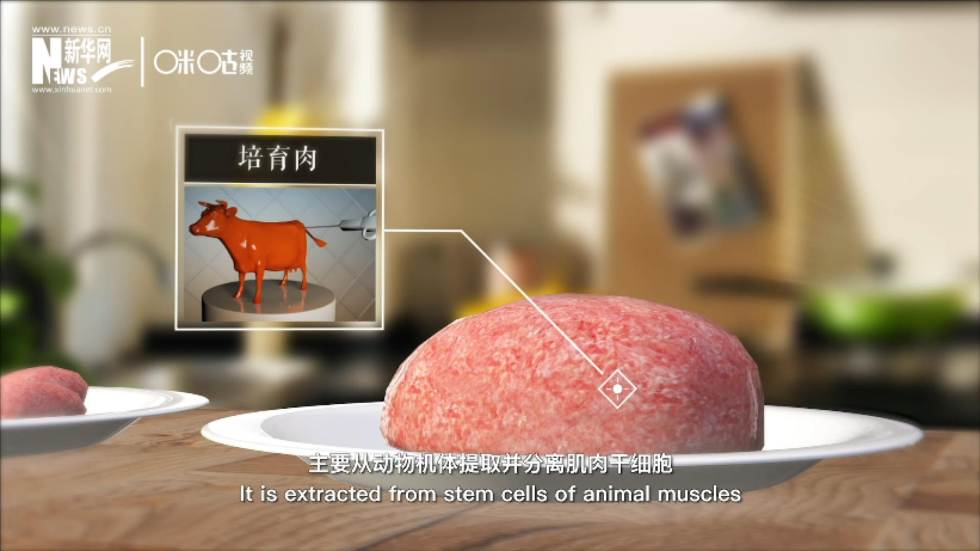 培育肉主要是從動物機體提取并分離肌肉干細胞，在實驗室里培養(yǎng)而成