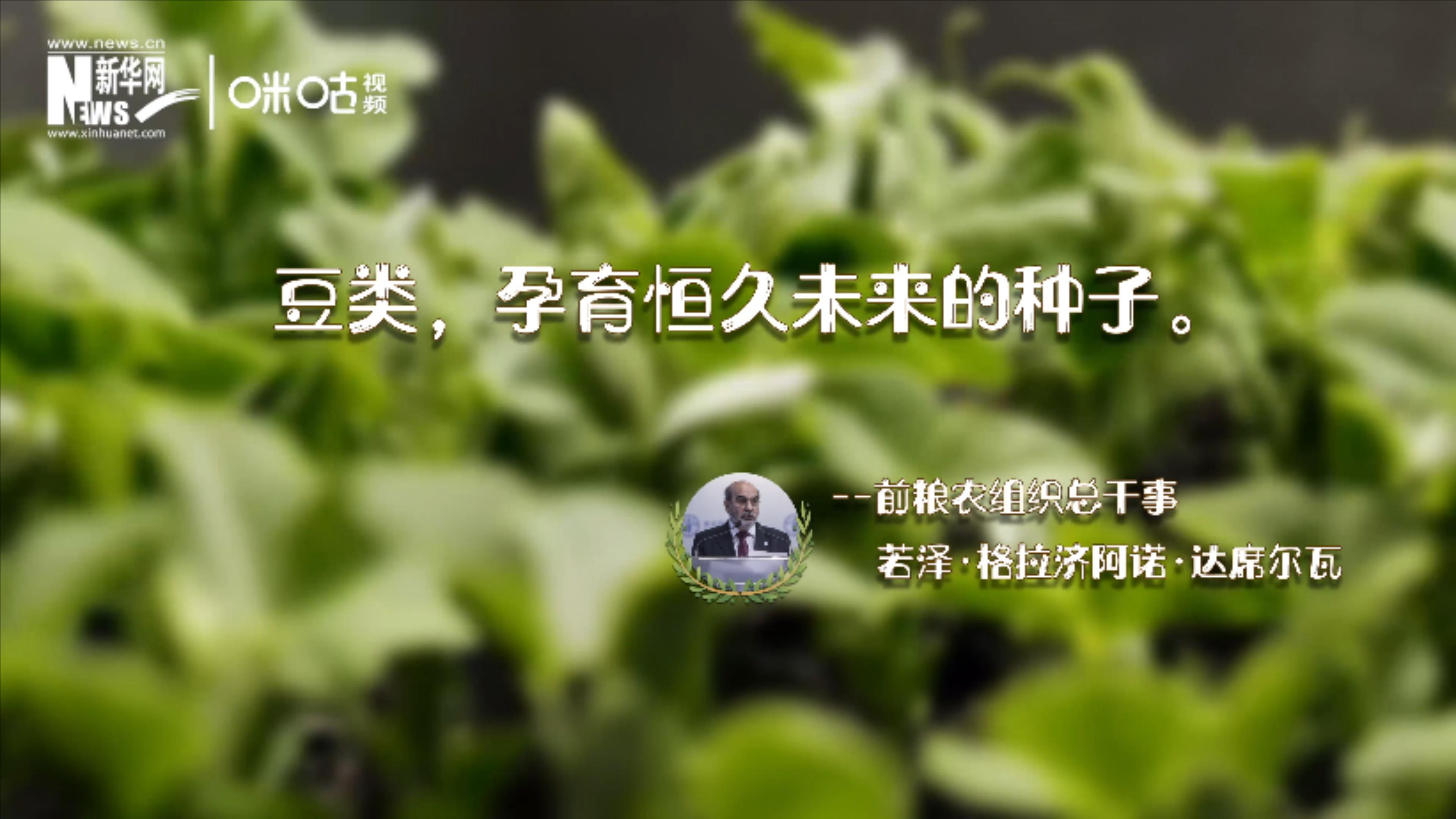 豆類，孕育恒久未來的種子
