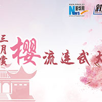三月賞櫻，流連武大