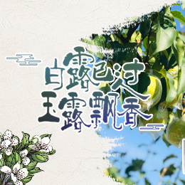 白露已過，玉露飄香