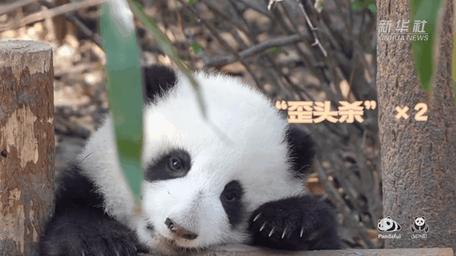 請(qǐng)注意，前方有滾滾發(fā)起近距離“歪頭殺”
