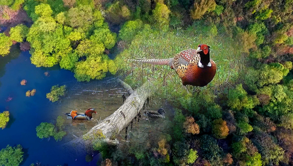 世界地球日丨神奇珍稀動物在哪里？車八嶺國家級自然保護區(qū)走一波