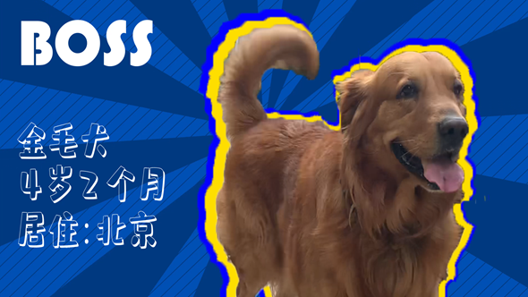 有效拴繩&科學(xué)遛狗——如何文明養(yǎng)犬？“撿屎官”們快看過(guò)來(lái)！