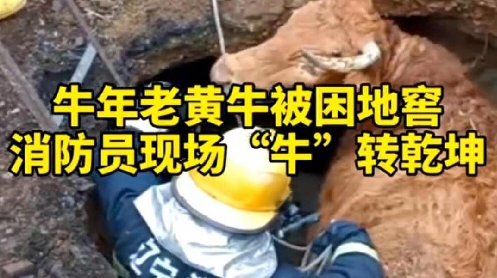 牛年老黃牛被困地窖，消防員現(xiàn)場(chǎng)“牛”轉(zhuǎn)乾坤！
